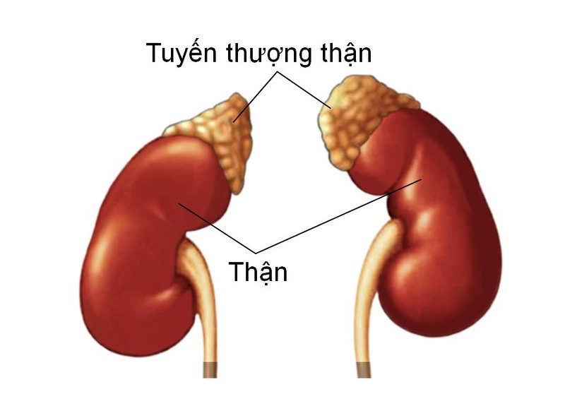 Các phương pháp chữa suy thận