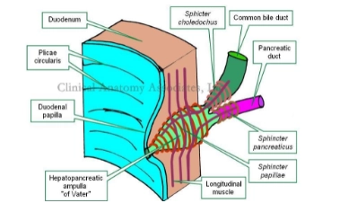 Các  phương pháp điều trị rối loạn cơ vòng Oddi