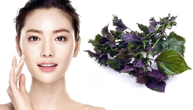 Cách trị mụn bằng lá tía tô hiệu quả