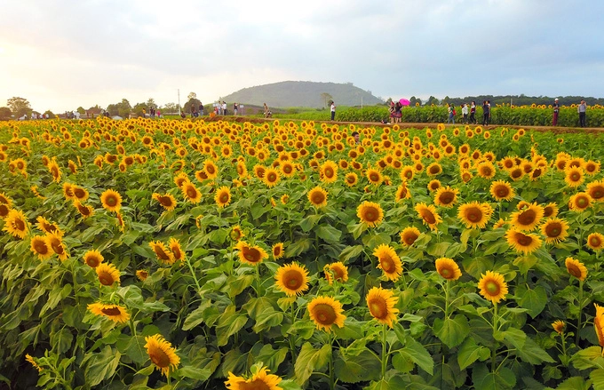 Cánh đồng hoa hướng dương 60 ha ở Nghệ An bung nở