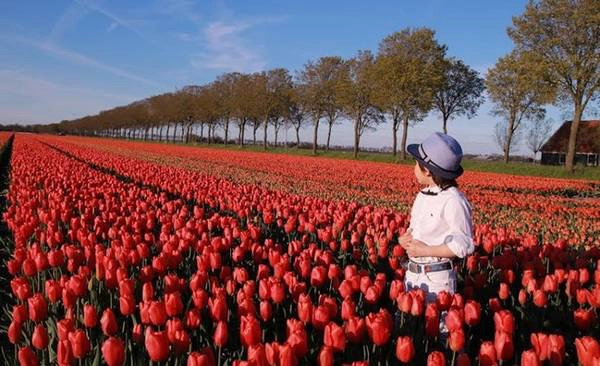 Cánh đồng hoa tulip đẹp như tranh ở Hà Lan