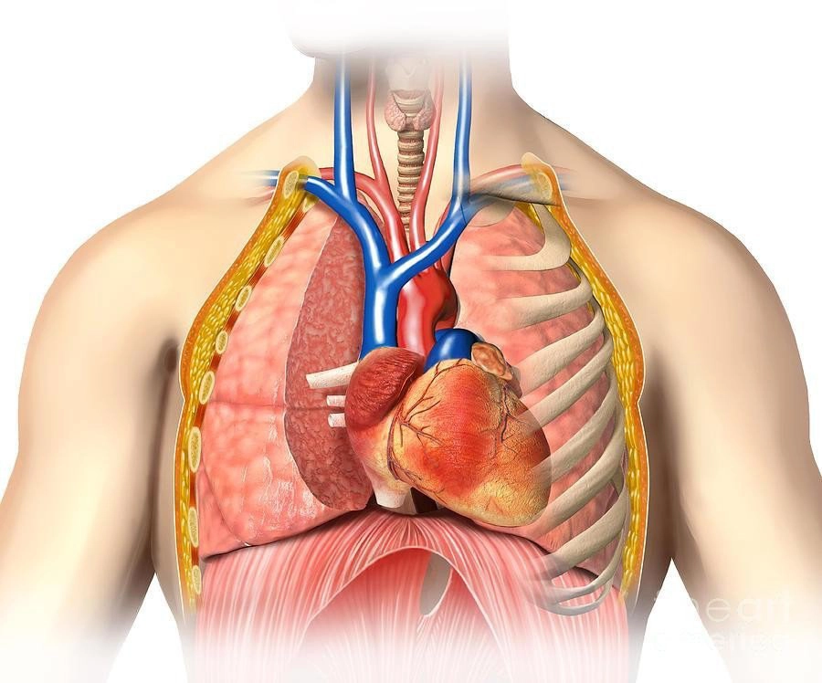 Cấp cứu và điều trị các vết thương ngực hở