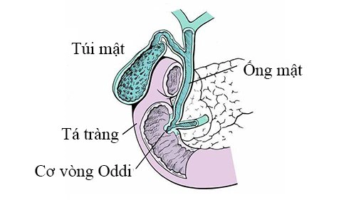 Cấu tạo cơ vòng Oddi