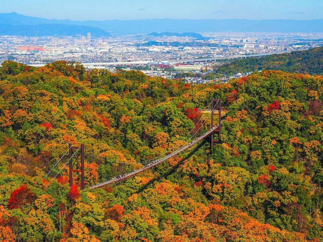 Cây cầu treo Hoshi no Buranko ngắm mùa thu lá đỏ đẹp rực rỡ ở Nhật Bản