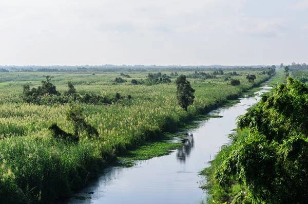 Chèo thuyền, đi cầu khỉ ở U Minh Thượng
