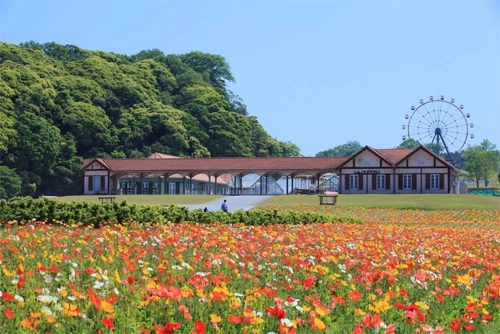 Chiba, nơi hoa nở suốt bốn mùa ở Nhật Bản