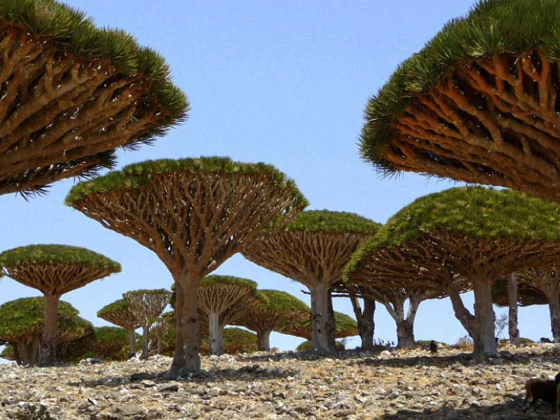 Chiêm ngưỡng cây máu rồng độc đáo ở quần đảo Socotra, Yemen