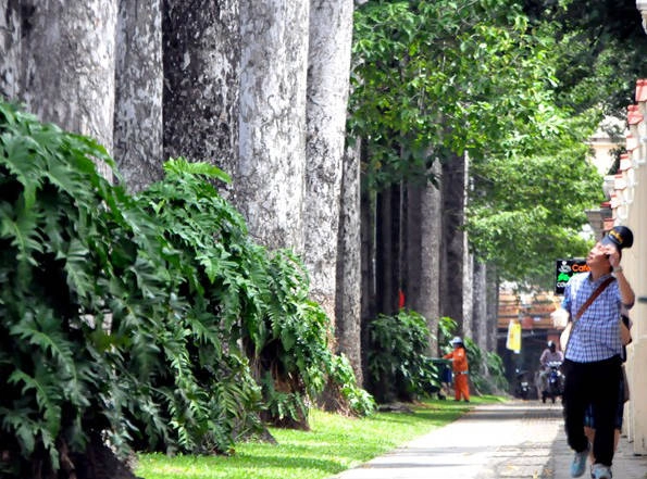 Chiêm ngưỡng những ‘báu vật’ cổ thụ tuyệt đẹp khi du lịch Sài Gòn