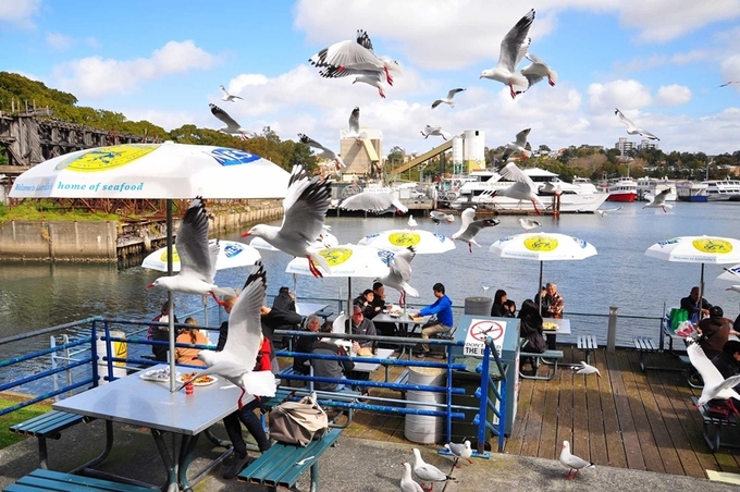 Chợ cá ở Australia nơi du khách dùng bữa chung với chim