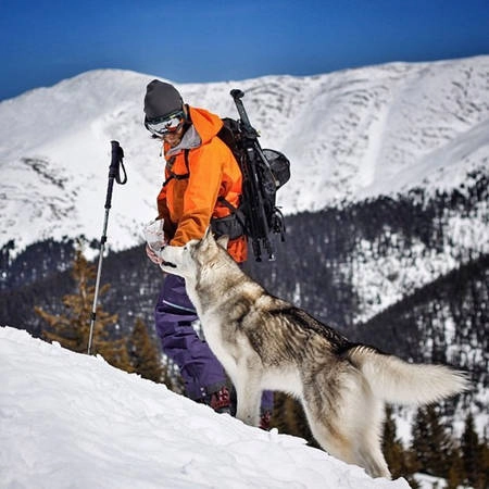 Chú chó husky chu du thế giới cùng chủ nhân