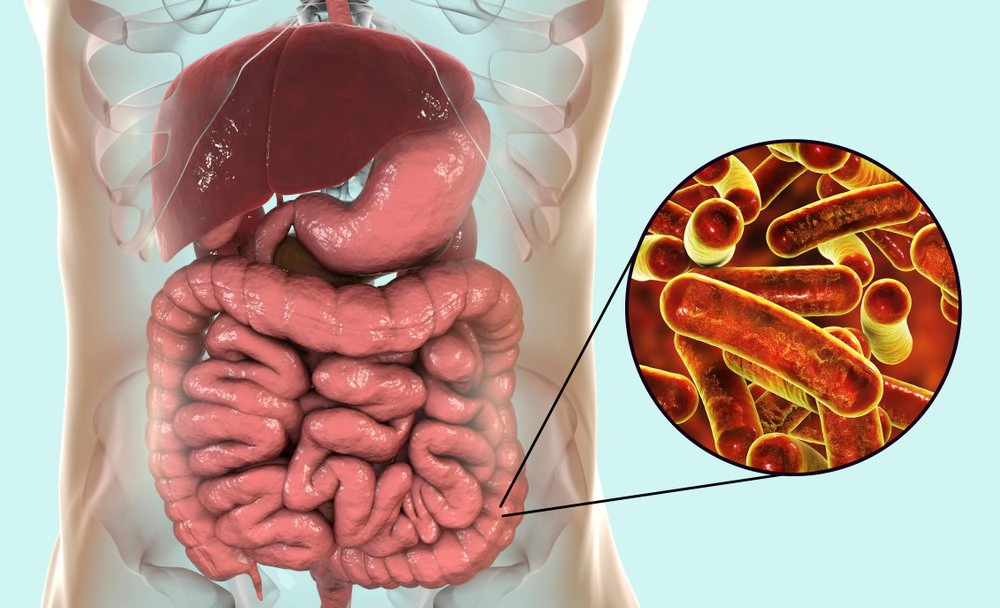Chu kỳ phát triển Entamoeba histolytica gây bệnh lỵ