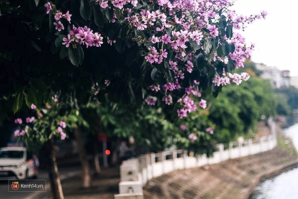 Chùm ảnh: 4 thứ hoa thật đẹp của tháng 6 Hà Nội!