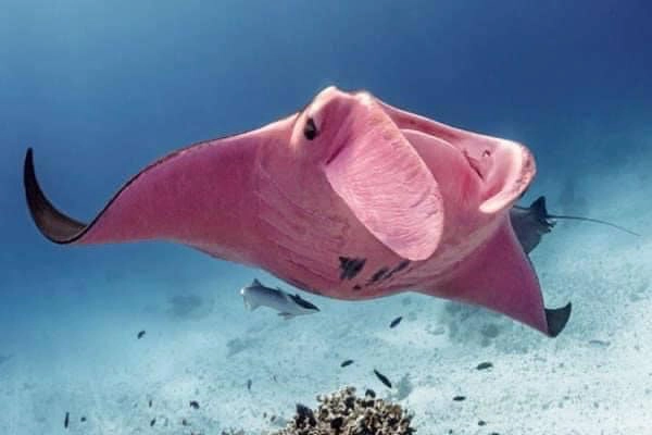 Con cá đuối Inspector Clouseau màu hồng duy nhất xuất hiện ở Úc