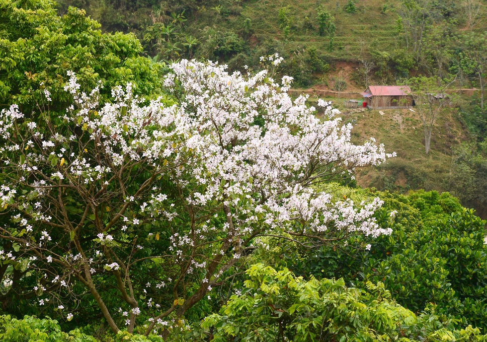 Cung đường 100km ngắm hoa ban rực rỡ miền Tây Bắc