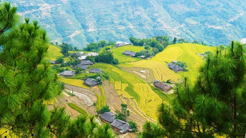 Cung đường lúa tháng 10 ở Hoàng Su Phì