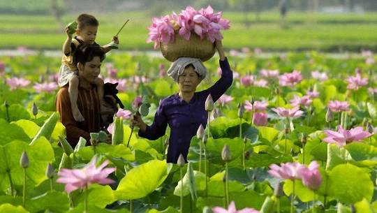 Đã đến miền Tây, nhớ đừng bỏ qua Đồng Tháp