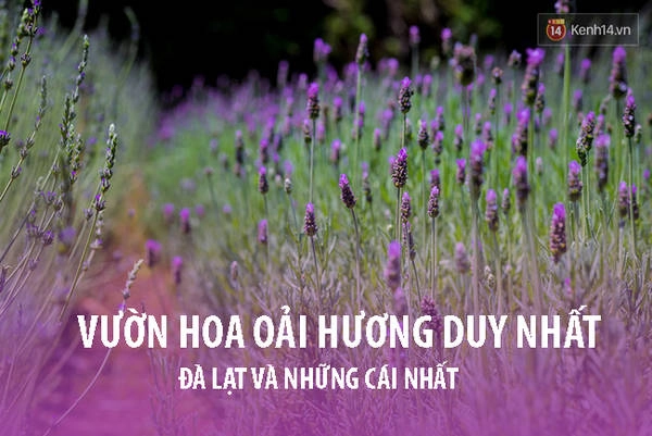 Đà Lạt - nơi mà bạn chẳng thể ngờ có vô vàn những cái “nhất”