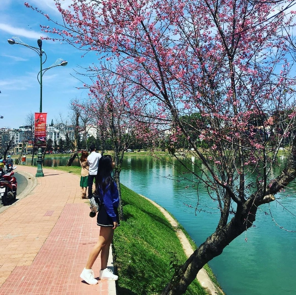 Đà Lạt rực rỡ mùa hoa anh đào và mùa phượng tím