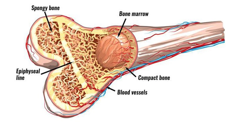 Đặc điểm tế bào gốc trung mô từ tủy xương