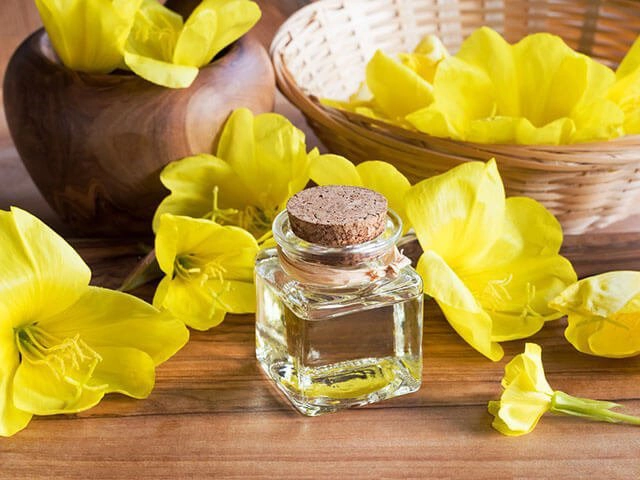 Dầu hoa anh thảo dưỡng ẩm da có tốt không?