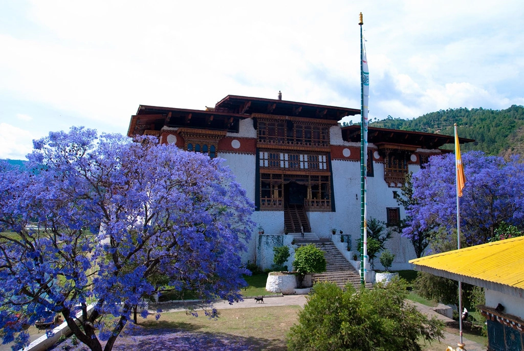 Đến Bhutan, ngắm phượng tím nở rợp trời vương quốc hạnh phúc