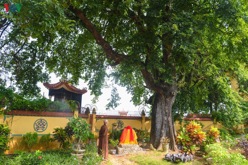 Đến Quảng Ninh chiêm ngưỡng cây thị 900 tuổi trong chùa Đống Phúc