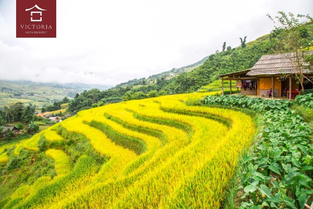 Đến Victoria Sapa Resort & Spa trải nghiệm một Sapa đích thực giữa Tây Bắc