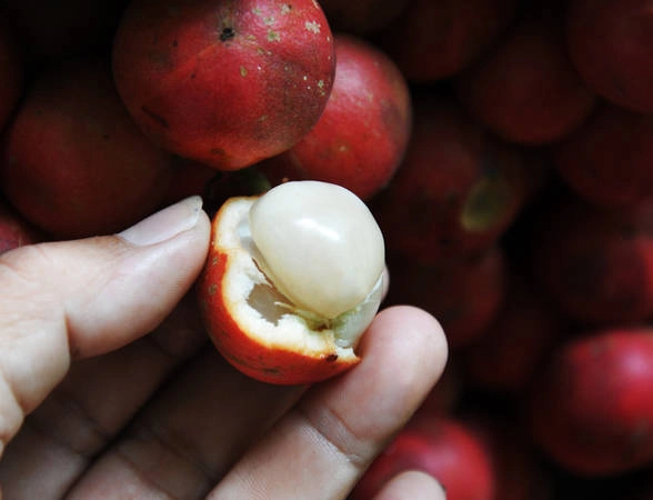 Đi Phú Yên ngắm vườn cây đỏ, ăn trái đỏ chua lè lưỡi