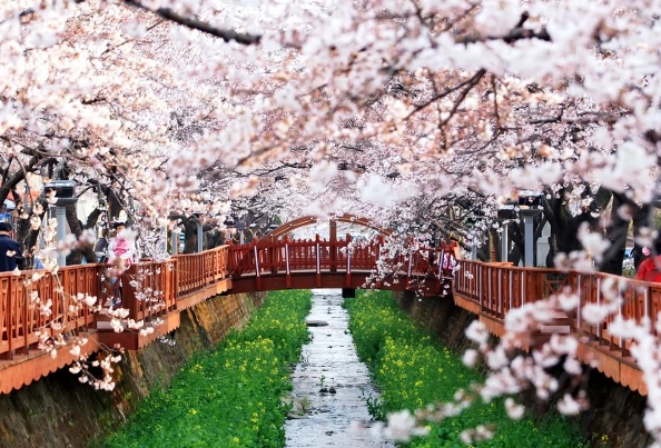 Điểm danh 5 lễ hội hoa anh đào nổi tiếng ở Hàn Quốc