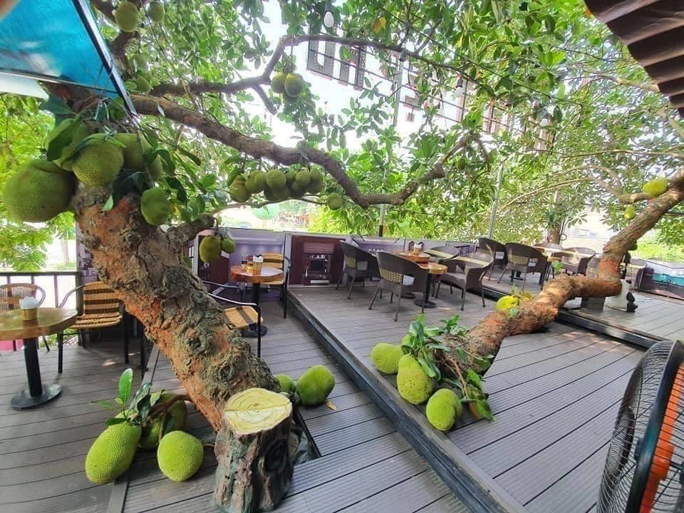 Độc lạ quán cafe cây mít trĩu quả ở Tuyên Quang