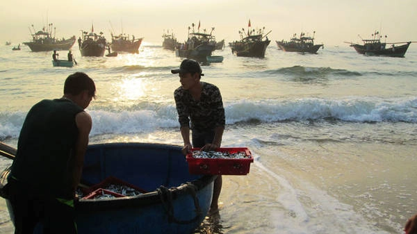 Đón cá lúc bình minh Nhân Trạch