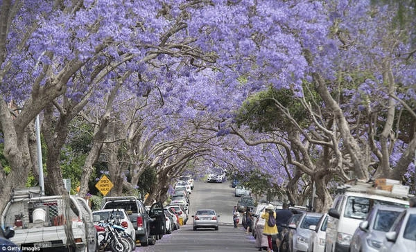 Du khách đổ xô xuống đường chụp ảnh phượng tím ở Australia