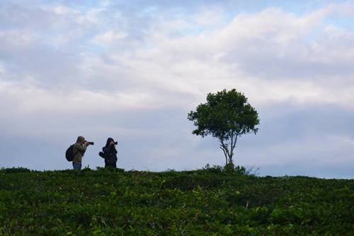 Du lịch Đà Lạt săn mây ở làng chè trăm tuổi