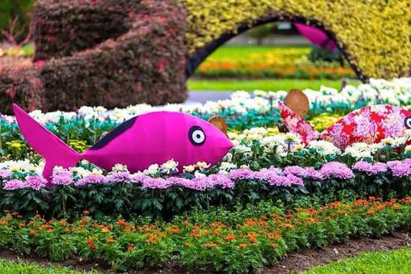 Du lịch Đài Bắc tham dự lễ hội hoa cúc rực rỡ sắc màu