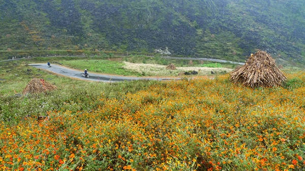 Du lịch Hà Giang ​có một mùa hoa cúc ở Đồng Văn