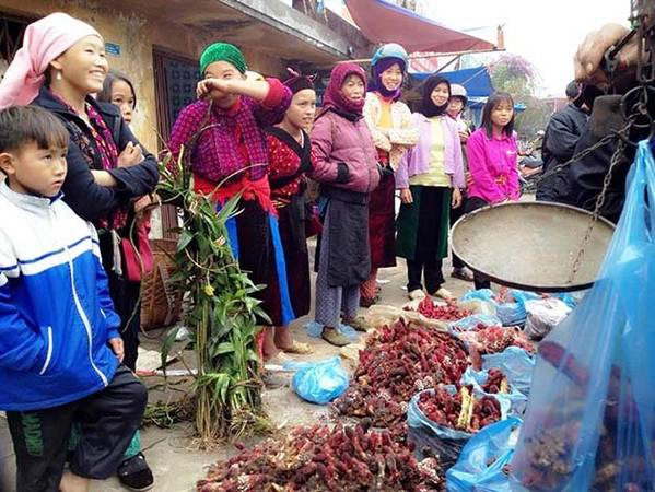 Du lịch Hà Giang, mua nấm ngọc cẩu làm quà