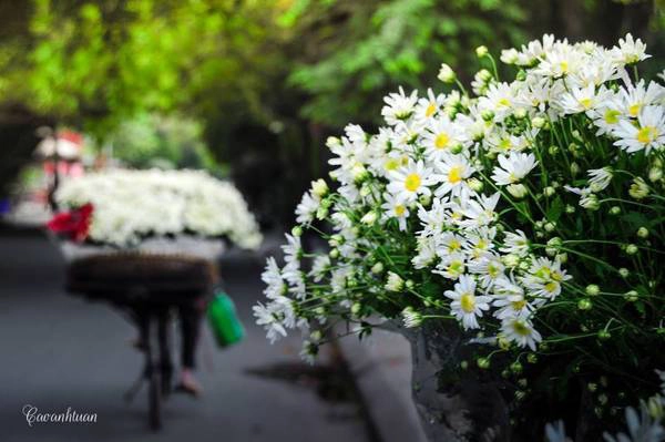 Du lịch Hà Nội ngày đầu đông ngắm cúc họa mi tràn ngập phố