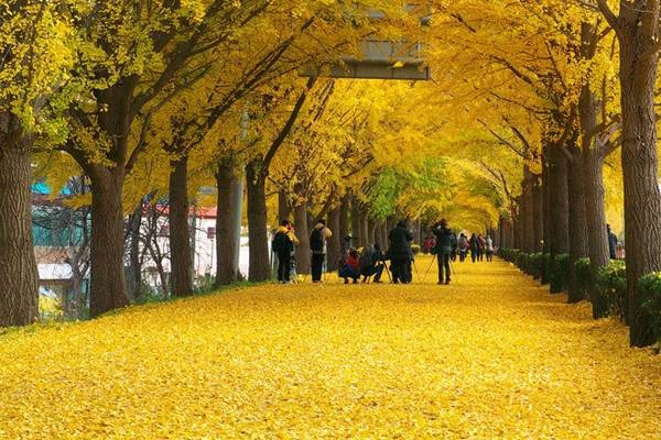 Du lịch Hàn Quốc ngắm đường cây rẻ quạt đẹp như trong phim