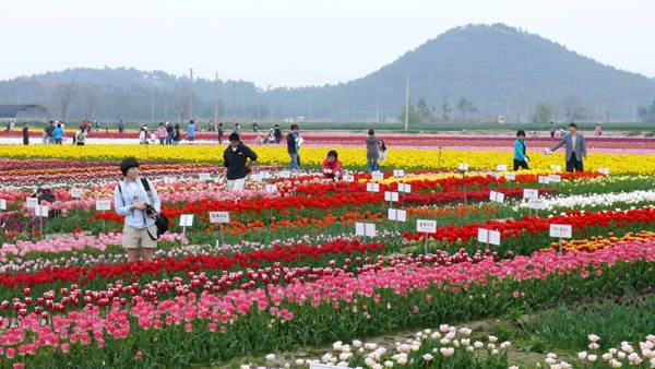 Du lịch Hàn Quốc tham dự 5 lễ hội hoa tulip rực rỡ