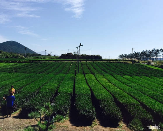 Du lịch Hàn Quốc trải nghiệm 3 ngày như trong phim ở đảo Jeju