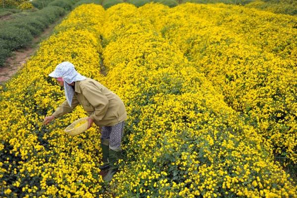 Du lịch Hưng Yên ngắm cúc ‘tiến vua’ vàng rực dịp giáp Tết