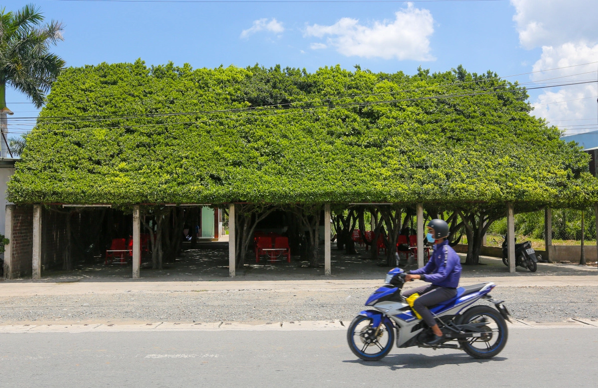Du lịch Long An, ghé quán cafe có hơn 30 cây si xanh mát