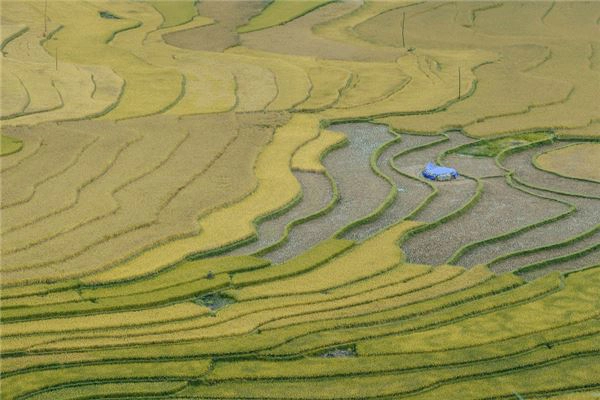 Du lịch Mù Cang Chải ngắm từng nấc thang lên trời