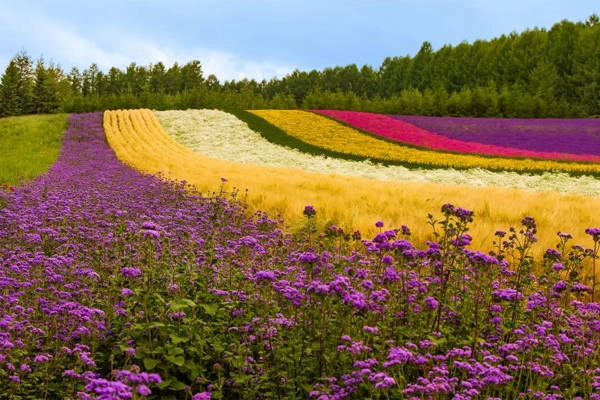 Du lịch Nhật Bản khám phá 10 trải nghiệm không thể quên ở Hokkaido