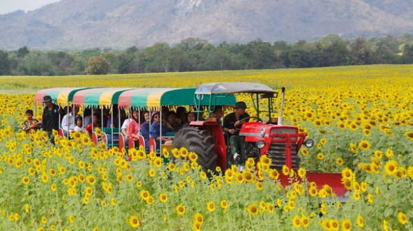 Du lịch Thái Lan khám phá vùng đất hoa mặt trời cổ tích