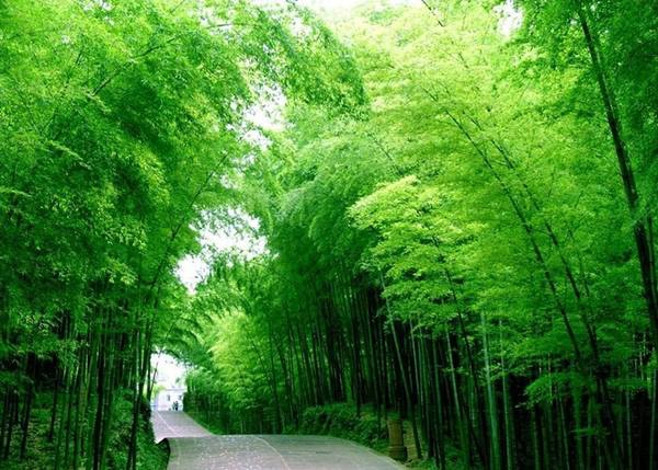 Du lịch Trung Quốc thăm rừng trúc bạt ngàn trong ‘Thập diện mai phục’