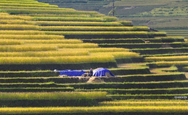 Du lịch Yên Bái độc đáo với ‘lễ hội’ ruộng bậc thang Mù Cang Chải