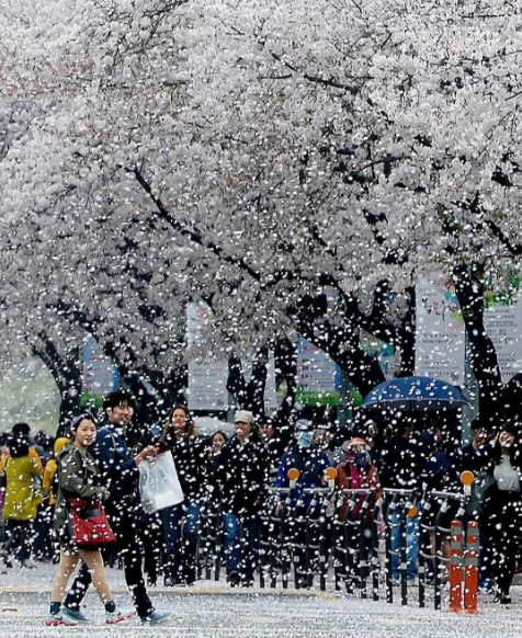 Đường Yunjungno điểm check-in hot nhất Seoul mùa hoa anh đào