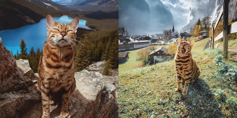Gặp cô mèo Suki Cat ‘đi đâu cũng ngủ’ với gần 2 triệu fan