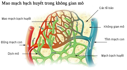 Giãn mạch bạch huyết tiên phát ở người lớn: trường hợp lâm sàng và tổng quan tài liệu